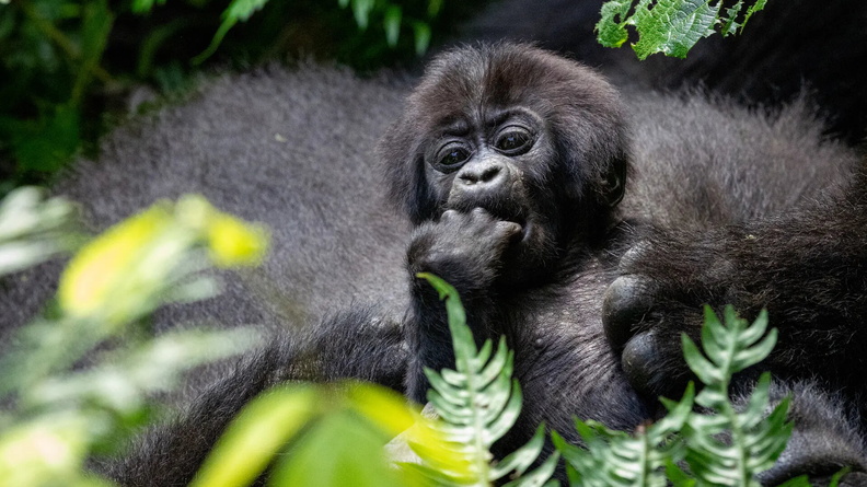 Baby Mountain Gorilla, Bwindi Impenetrable National Park, Uganda